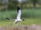 Bergeend, Common Shelduck, Tadorna tadorna