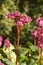 Bergenia