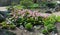 Bergenia, bergenia cordifolia, elephant-eared saxifrage or elephant`s ears