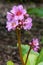 Bergenia, Bergenia hybride