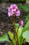 Bergenia, Bergenia hybride