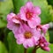 Bergenia, Bergenia hybride