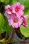 Bergenia, Bergenia hybride