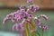 Bergenia, bergenia hybride, close up spring view of the flower head