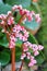 Bergenia cordifolia