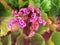 Bergenia cordifolia also named Bergenia crassifolia, the badan, Siberian tea blooming.