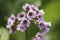 Bergenia cordifolia Bergenia crassifolia or badan blooming with purple flowers