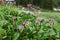 Bergenia cordifolia (Bergenia crassifolia, the badan, Siberian t