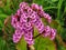 Bergenia cordifolia Bergenia crassifolia, the badan, Siberian tea blooming.