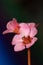 Bergenia cordifolia flowers against colorful background