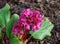 Bergenia cordifolia pink flowers, blooming.