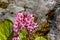 Bergenia crassifolia