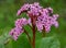 Bergenia crassifolia is Badan thick-leaved is a perennial herbaceous plant.