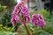 Bergenia crassifolia. Common species names include heartbeat, heartleaf, leather, elephant ears, badan, swine flu, Siberian tea,