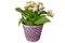 Bergenia crassifolia flower. Colorful flower in purple and white pot.