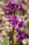 Bergenia crassifolia heartleaf elefant ears flowers in bloom, bright pink purple flowering springtime plant