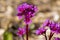 Bergenia crassifolia heartleaf elefant ears flowers in bloom, bright pink purple flowering springtime plant