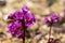 Bergenia crassifolia heartleaf elefant ears flowers in bloom, bright pink purple flowering springtime plant