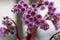 Bergenia crassifolia heartleaf elefant ears flowers in bloom, bright pink purple flowering springtime plant