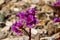 Bergenia crassifolia heartleaf elefant ears flowers in bloom, bright pink purple flowering springtime plant