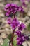 Bergenia crassifolia heartleaf elefant ears flowers in bloom, bright pink purple flowering springtime plant