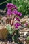 Bergenia crassifolia heartleaf elefant ears flowers in bloom, bright pink purple flowering springtime plant