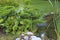 Bergenia crassifolia, juniper bushes, trimmed boxwood bushes, sedges and reeds, large rocks by an artificial pond in the park.