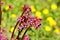 Bergenia elephant-eared saxifrage, elephant`s ears. Bergenia cor