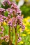 Bergenia elephant-eared saxifrage, elephant`s ears. Bergenia cor