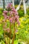 Bergenia elephant-eared saxifrage, elephant`s ears. Bergenia cor