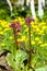 Bergenia elephant-eared saxifrage, elephant\'s ears. Bergenia cor