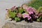 Bergenia or Elephant eared saxifrage flowering plant with bunch of blooming and dried small pink flowers next to concrete steps