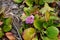 Bergenia in a flower bed in April. Berlin, Germany