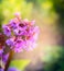 Bergenia flower on blurred garden background, outdoor