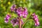 Bergenia flowers on natural background