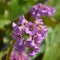 Bergenia flowers in spring time