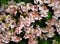 Bergenia flowers of a thick-leaved medicinal plant, floriculture concept for website design and printing. Saxifrage