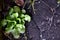 Bergenia grows along the edge of the asphalt