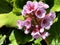 Bergenia Hybride `HerbstblÃ¼te` Herbstbluete oder Herbstblute, Bergenia x hybrida `HerbstblÃ¼te`