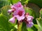 Bergenia Hybride `HerbstblÃ¼te` Herbstbluete oder Herbstblute, Bergenia x hybrida `HerbstblÃ¼te`