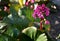 Bergenia rotblum is a deep pink flowering bergenia variety with almost round leaves. They are dark olive green with a burgundy tou