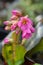 Bergenia Winter Glow