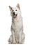 Berger Blanc Suisse, 1 year old, sitting