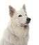 Berger Blanc Suisse, 5 years old