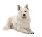 Berger Blanc Suisse, 5 years old, portrait