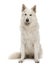 Berger Blanc Suisse, 5 years old, sitting