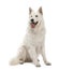 Berger Blanc Suisse, 5 years old, sitting