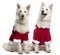 Berger Blanc Suisse dogs