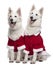 Berger Blanc Suisse dogs