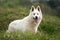 Berger Blanc Suisse White german shepherd